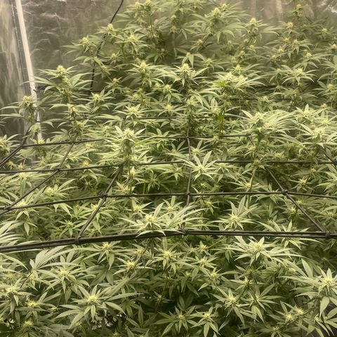 Sour Diesel #1 (Mother Plant) growlog timeline photo