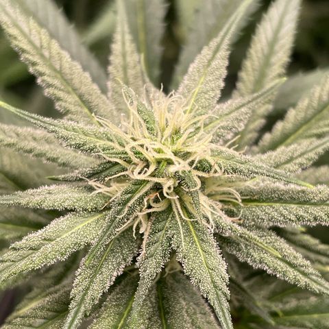 Sour Diesel #1 (Mother Plant) growlog timeline photo