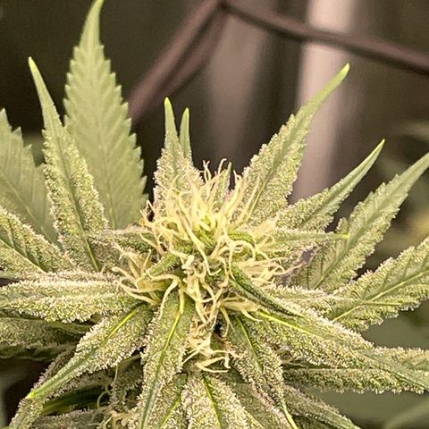 Sour Diesel #1 (Mother Plant) growlog timeline photo