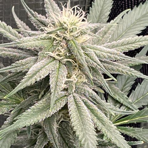 Sour Diesel #1 (Mother Plant) growlog timeline photo
