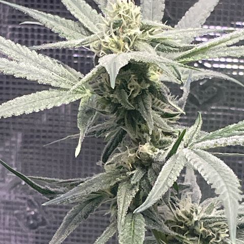 SD #3 growlog timeline photo