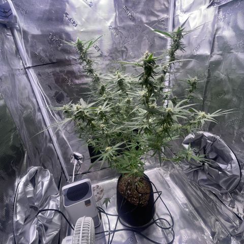 SD #3 growlog timeline photo