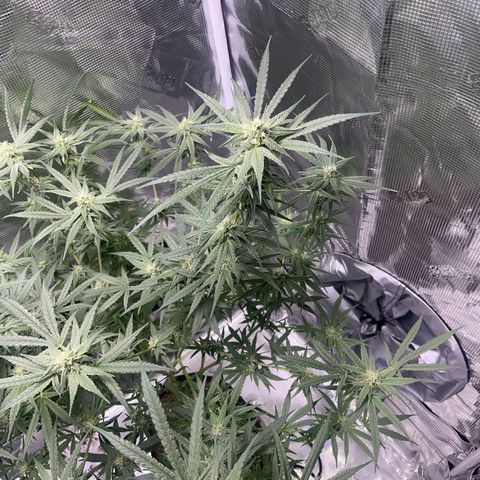 SD #3 growlog timeline photo