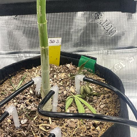 SD #3 growlog timeline photo