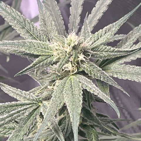 SD #3 growlog timeline photo