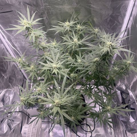 SD #3 growlog timeline photo