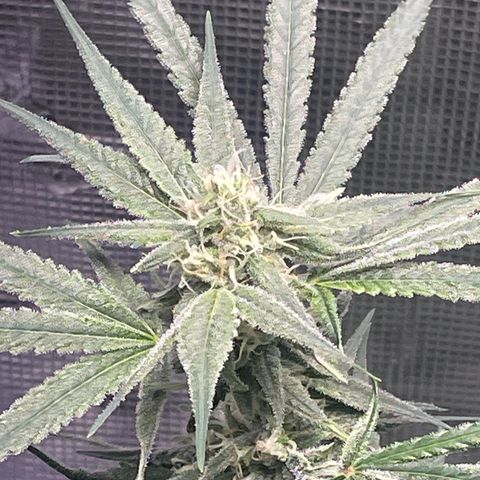 SD #3 growlog timeline photo