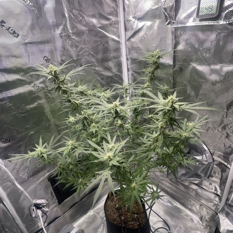 SD #3 growlog timeline photo