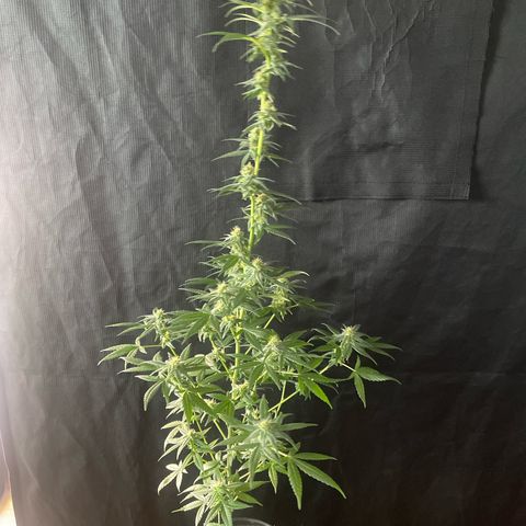 Alien Gorilla Glue #3 growlog timeline photo
