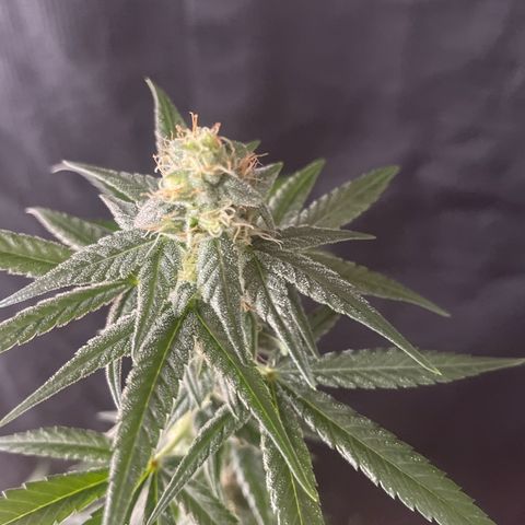 Alien Gorilla Glue #3 growlog timeline photo