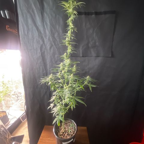 Alien Gorilla Glue #3 growlog timeline photo