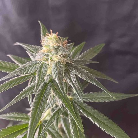 Alien Gorilla Glue #3 growlog timeline photo