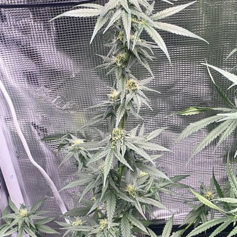 Alien Gorilla Glue #3 growlog timeline photo