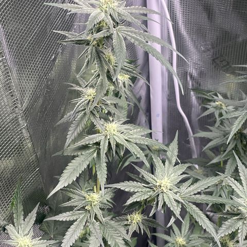 SD Clone #2 growlog timeline photo