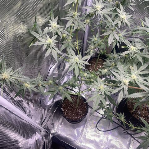 SD Clone #2 growlog timeline photo