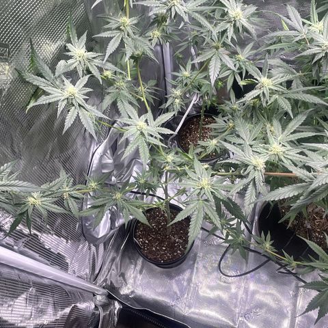 SD Clone #2 growlog timeline photo