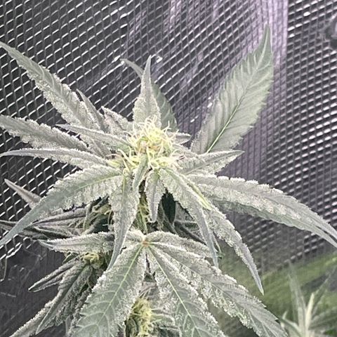 SD Clone #2 growlog timeline photo