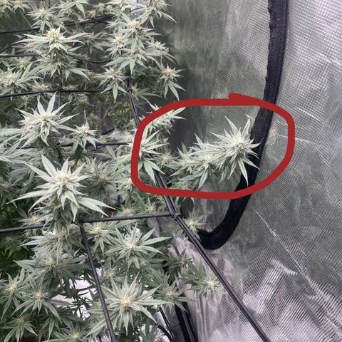 Sour Diesel #1 (Mother Plant) growlog timeline photo