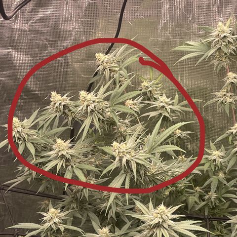 Sour Diesel #1 (Mother Plant) growlog timeline photo