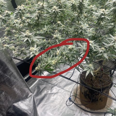 Sour Diesel #1 (Mother Plant) growlog timeline photo