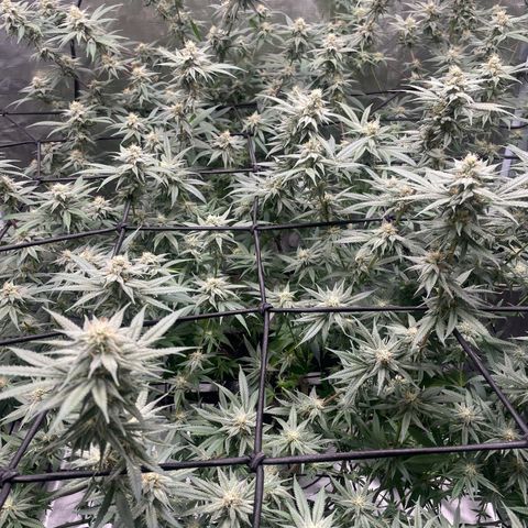 Sour Diesel #1 (Mother Plant) growlog timeline photo