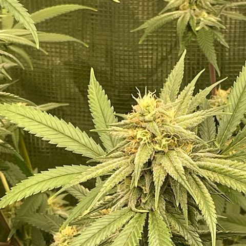 Sour Diesel #1 (Mother Plant) growlog timeline photo