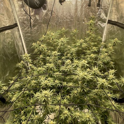 Sour Diesel #1 (Mother Plant) growlog timeline photo