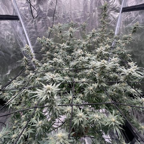 Sour Diesel #1 (Mother Plant) growlog timeline photo