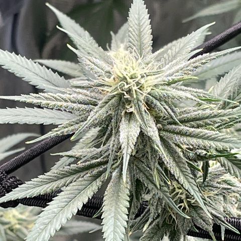 Sour Diesel #1 (Mother Plant) growlog timeline photo