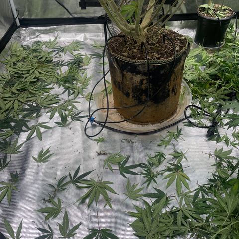 Sour Diesel #1 (Mother Plant) growlog timeline photo