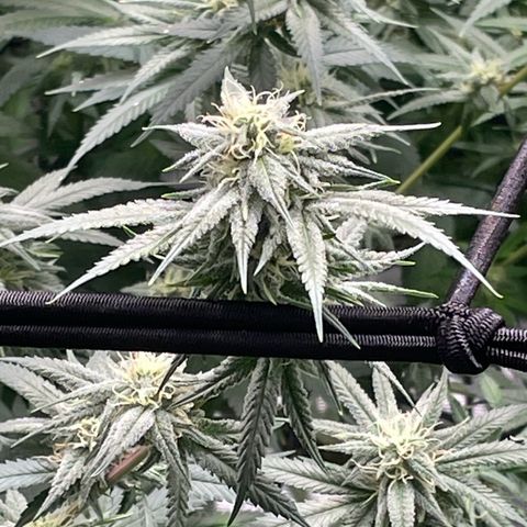 Sour Diesel #1 (Mother Plant) growlog timeline photo