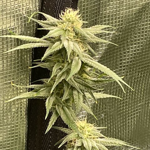 Sour Diesel #1 (Mother Plant) growlog timeline photo
