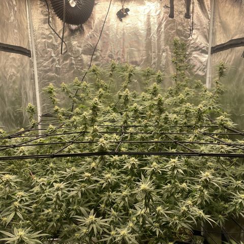 Sour Diesel #1 (Mother Plant) growlog timeline photo