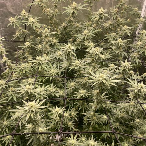 Sour Diesel #1 (Mother Plant) growlog timeline photo