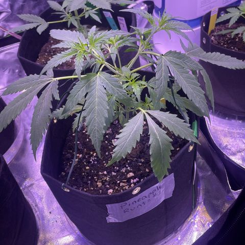 Pineapple Runtz #1 growlog timeline photo