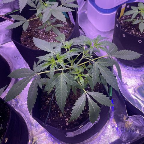 Pineapple Runtz #1 growlog timeline photo