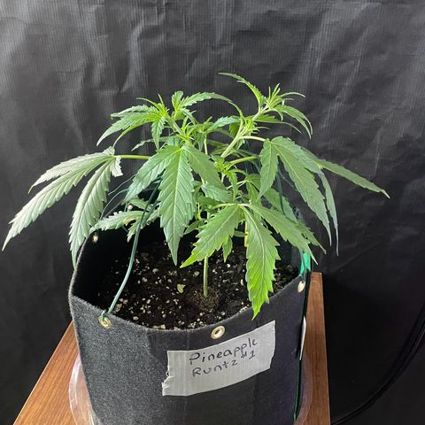 Pineapple Runtz #1 growlog timeline photo
