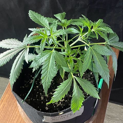 Pineapple Runtz #1 growlog timeline photo