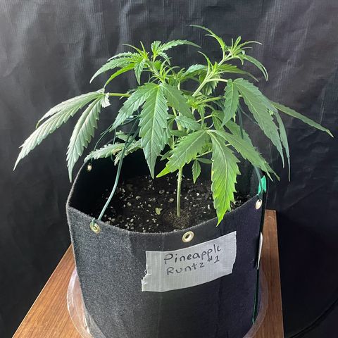 Pineapple Runtz #1 growlog timeline photo