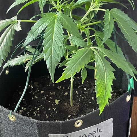 Pineapple Runtz #1 growlog timeline photo
