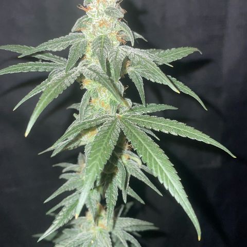 Alien Gorilla Glue #3 growlog timeline photo