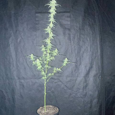 Alien Gorilla Glue #3 growlog timeline photo