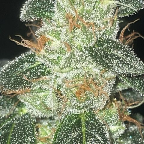 Alien Gorilla Glue #3 growlog timeline photo