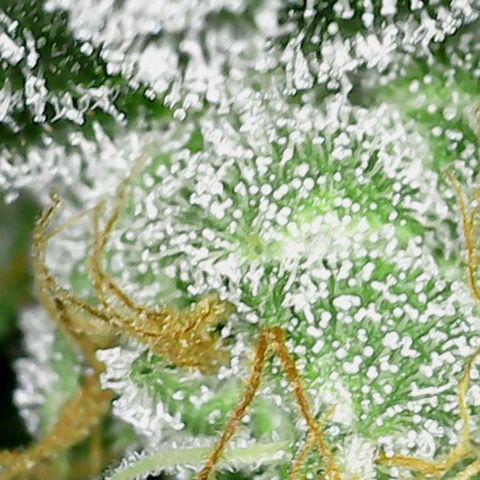 Alien Gorilla Glue #3 growlog timeline photo