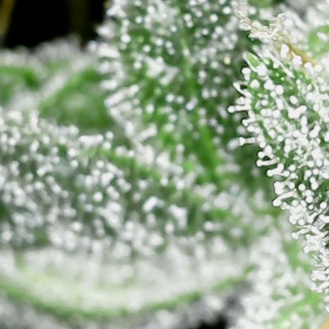 Alien Gorilla Glue #3 growlog timeline photo