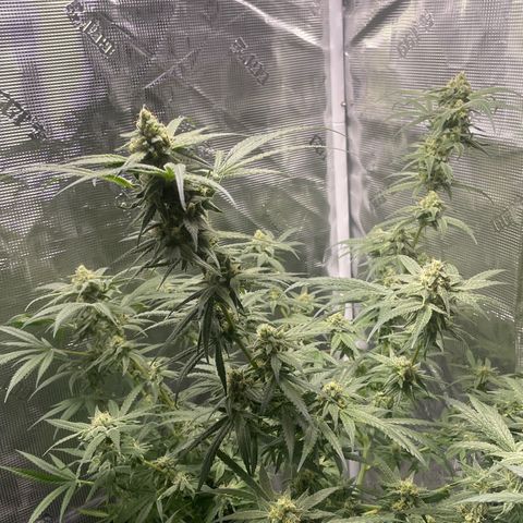 SD #3 growlog timeline photo
