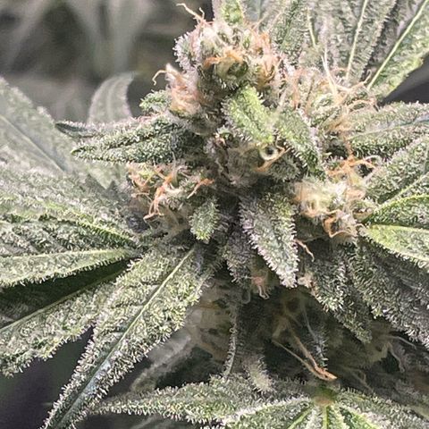 SD #3 growlog timeline photo