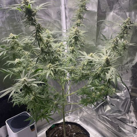 SD #3 growlog timeline photo