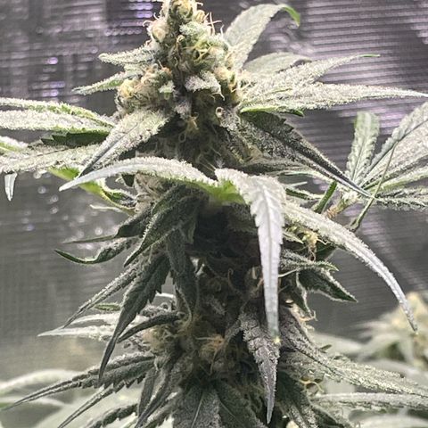SD #3 growlog timeline photo