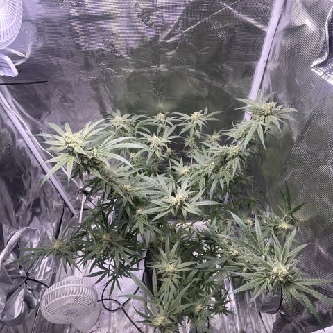 SD #3 growlog timeline photo